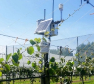 Vineyard & Orchard